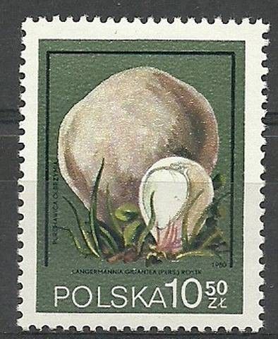 Znaczek Polska 1980 Mi 2698 Fi 2550 Czyste **