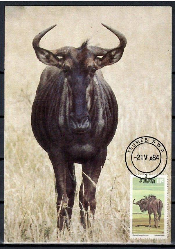 Znaczek Namibia 1984 Mi 553 Karta Max